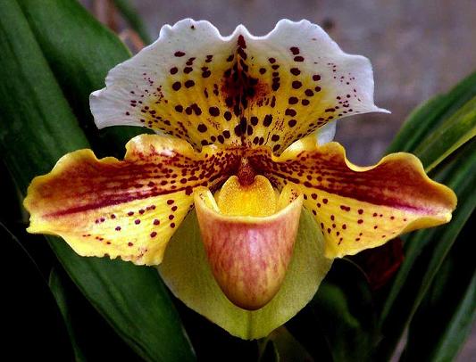orchid18.jpg