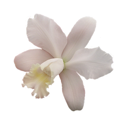  - :  Cattleya trianae