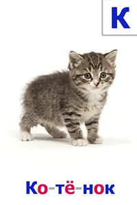 Котёнок Котёнок