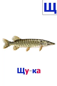 Щука Щука
