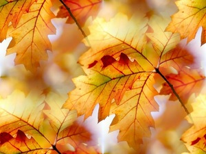 http://allforchildren.ru/pictures/pattern_autumn1/p_autumn006.jpg