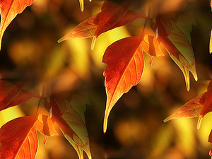 http://allforchildren.ru/pictures/pattern_autumn1/p_autumn011.jpg