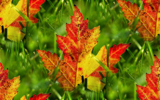 http://allforchildren.ru/pictures/pattern_autumn1/p_autumn018.jpg