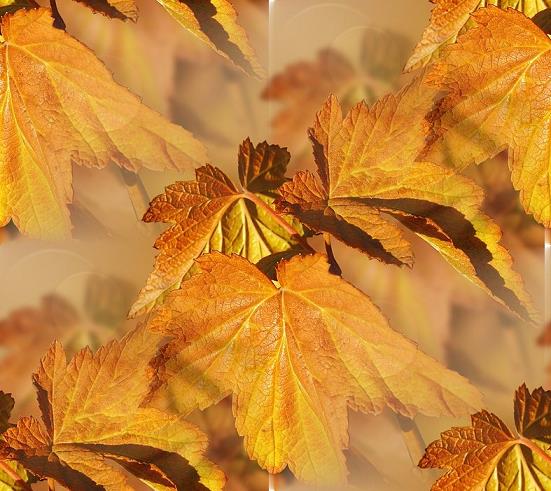 http://allforchildren.ru/pictures/pattern_autumn1/p_autumn030.jpg