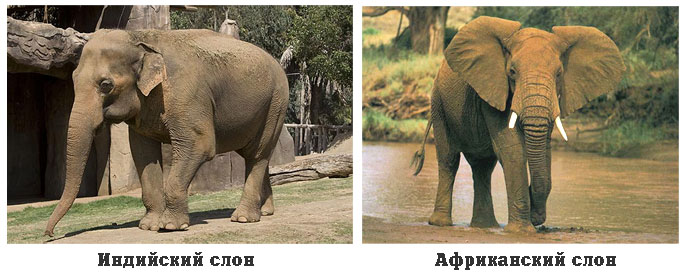 Африканский слон и индийский слон сравнение
