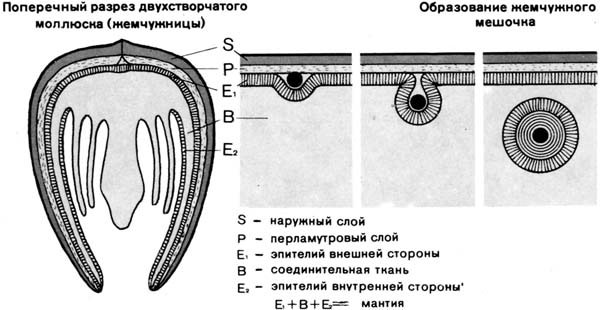 Схема образования жемчужного мешочка в раковине двустворчатого моллюска - жемчужницы