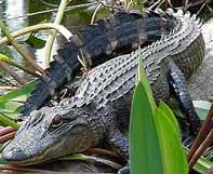   (Alligator sinensis)