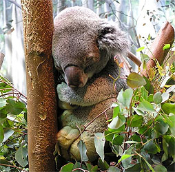 Спящий коала