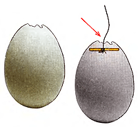 Как удалить содержимое из сырого яйца