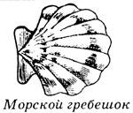 Раковина морской гребешок