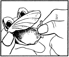 Как сделать рот лягушонка