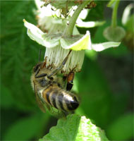 Пчела на цветке малины