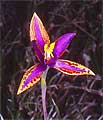 Орхидея Царица Савская
