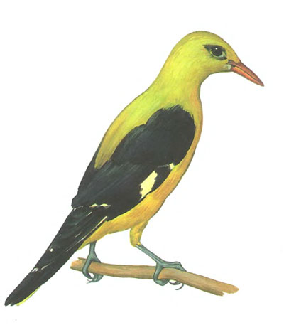 Иволга :: Юному натуралисту-орнитологу. Справочник птиц