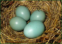 Гнездо соловья-красношейки с яйцом кукушки