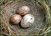 Гнездо овсянки-крошки с яйцом кукушки