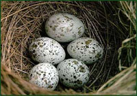 Гнездо дроздовидной камышовки с яйцом кукушки на заднем плане