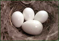 Гнездо чернушки с яйцом кукушки