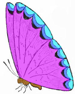 Раскрашенная бабочка 2