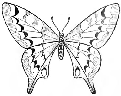 Готовая бабочка