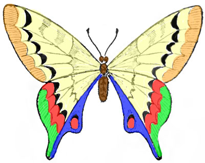 Раскрашенная бабочка 1