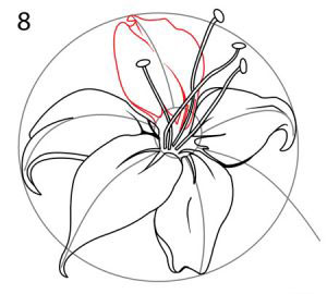 Рисуем пятый лепесток лилии