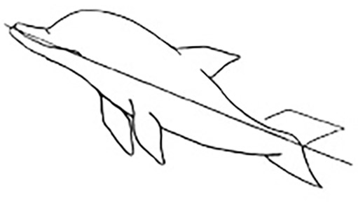 Прорисовываем брюшные плавники дельфина