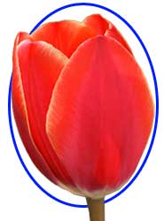 Форма тюльпана - овал
