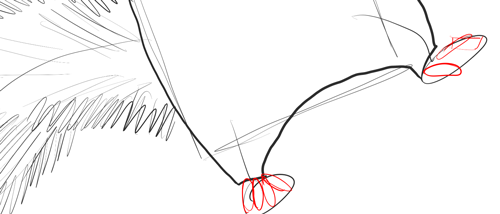 Рисуем контуры пальцев задних лап