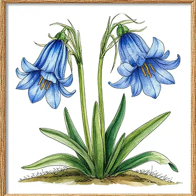 Колокольчик