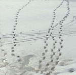 Следы животных на снегу