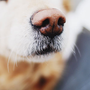 Почему нос у собак мокрый и холодный?