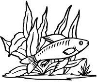 Рыба и водоросли
