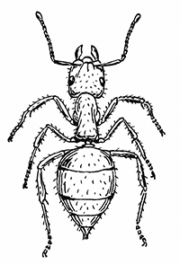 Мохнатый муравей