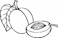 Абрикос с листиком и половинка абрикоса