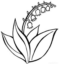 Ландыш - распустившиеся цветки и бутоны