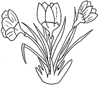 Три цветочка крокуса