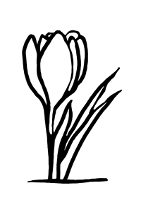 Цветок крокуса