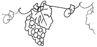 Дорисуй и раскрась виноградную лозу