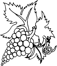 Кисть винограда на веточке с листьями и усиками