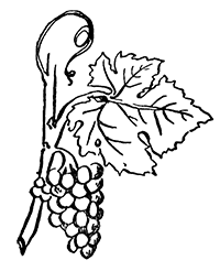 Ветка с гроздью винограда