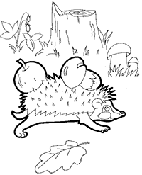 Ёжик бежит по лесу с яблоками на спине