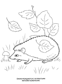 Ёжики рождаются с беловатыми мягкими колючками