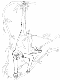 Паукообразная обезьяна висит на дереве, уцепившись хвостом за ветку