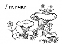 Семейка грибов лисичек