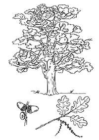 Дуб: дерево, лист дуба, желуди