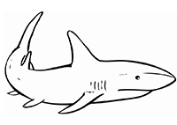 Акула неспешно машет хвостовым плавником