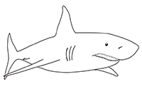Большая акула