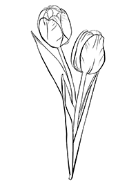 Два цветка тюльпана