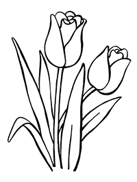 Тюльпаны с бокаловидной формой цветка